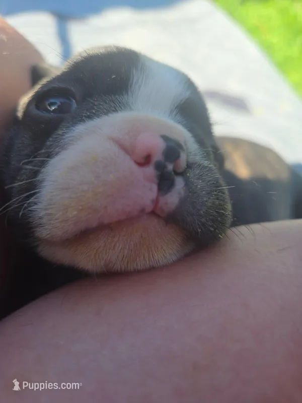 Samaritan  – Boston Terrier, French Bulldog puppy for sale in Birch Run, MI