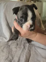 Samaritan , a male Boston Terrier and French Bulldog for sale in Birch Run, MI – Photo 4 of 9