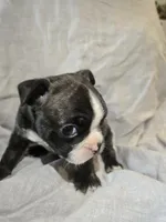 Samaritan , a male Boston Terrier and French Bulldog for sale in Birch Run, MI – Photo 7 of 9