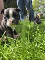 Samaritan , a male Boston Terrier and French Bulldog for sale in Birch Run, MI – Photo 8 of 9
