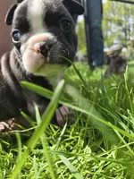 Samaritan , a male Boston Terrier and French Bulldog for sale in Birch Run, MI – Photo 5 of 9