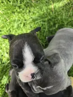 Samaritan , a male Boston Terrier and French Bulldog for sale in Birch Run, MI – Photo 6 of 9