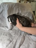 Samaritan , a male Boston Terrier and French Bulldog for sale in Birch Run, MI – Photo 9 of 9