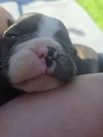 Samaritan , a male Boston Terrier and French Bulldog for sale in Birch Run, MI – Photo 2 of 9