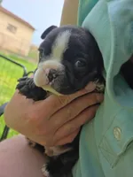 Samaritan , a male Boston Terrier and French Bulldog for sale in Birch Run, MI – Photo 3 of 9