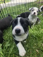 Schwepps , a male Boston Terrier and Pembroke Welsh Corgi for sale in Birch Run, MI – 8 of 10
