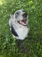 Baja Blast, a male Boston Terrier and Pembroke Welsh Corgi for sale in Birch Run, MI – 9 of 9
