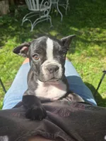 Montgomery , a male Boston Terrier and French Bulldog for sale in Birch Run, MI – 3 of 10
