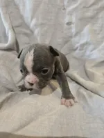Tipperary, a female Boston Terrier and French Bulldog for sale in Birch Run, MI – 7 of 8