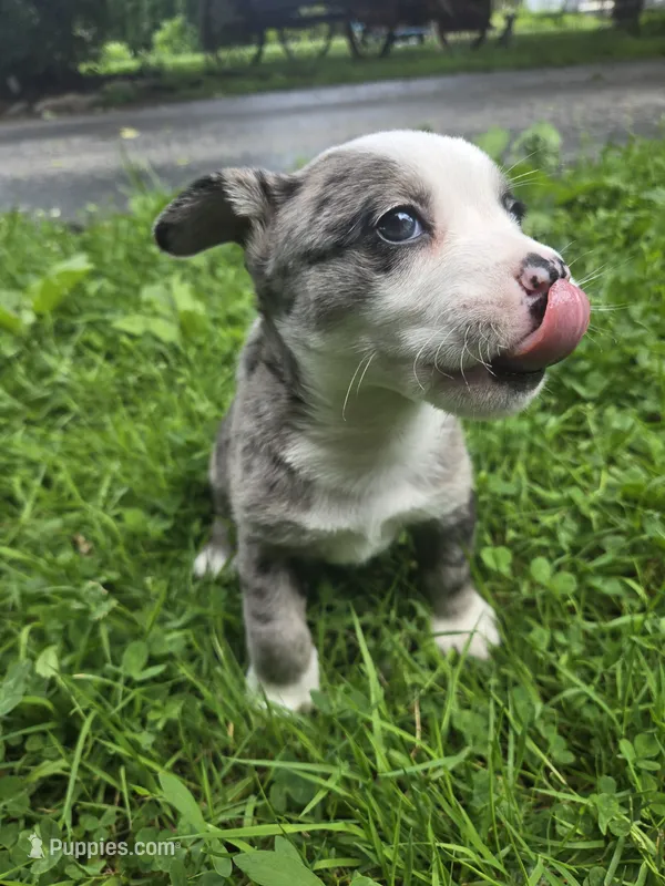 Adirondack Cola – Boston Terrier, Pembroke Welsh Corgi puppy for sale in Birch Run, MI