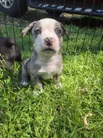 Adirondack Cola, a male Boston Terrier and Pembroke Welsh Corgi for sale in Birch Run, MI – 8 of 10