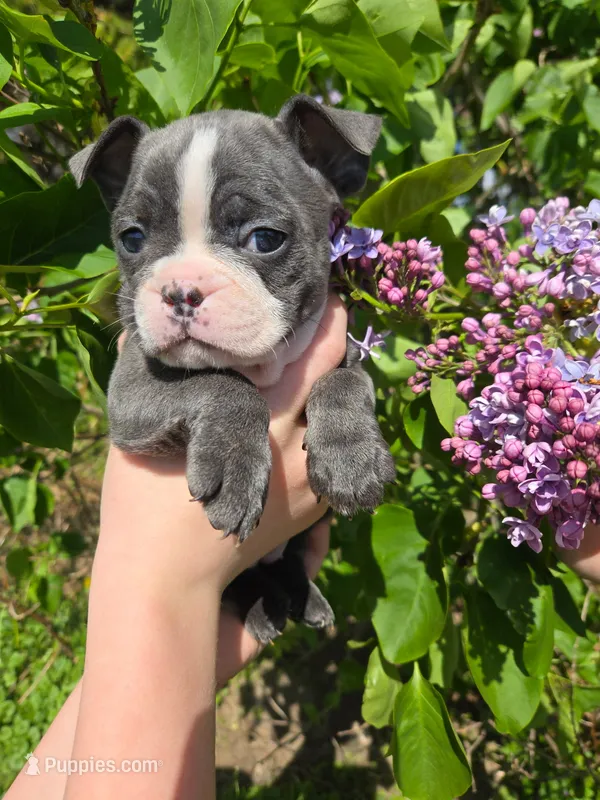 Mimosa – Boston Terrier, French Bulldog puppy for sale in Birch Run, MI