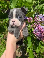 Mimosa, a female Boston Terrier and French Bulldog for sale in Birch Run, MI – 1 of 10