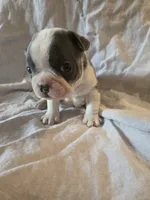 Cosmopolitan , a male Boston Terrier and French Bulldog for sale in Birch Run, MI – 8 of 9