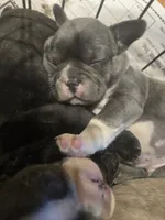 Mojito , a male Boston Terrier and French Bulldog for sale in Birch Run, MI – 5 of 7
