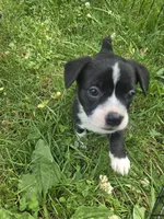 Pepsi, a female Boston Terrier and Pembroke Welsh Corgi for sale in Birch Run, MI – 4 of 10