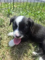 Mr. Pibb, a male Boston Terrier and Pembroke Welsh Corgi for sale in Birch Run, MI – 5 of 7