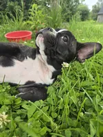Manhattan , a female Frenchton for sale in Birch Run, MI – 3 of 9