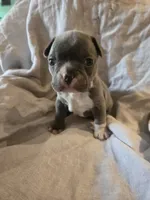 Mojito , a male Boston Terrier and French Bulldog for sale in Birch Run, MI – 6 of 7