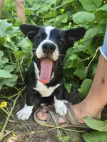 Mr. Pibb, a male Boston Terrier and Pembroke Welsh Corgi for sale in Birch Run, MI – 2 of 10