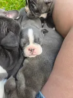 Mimosa, a female Boston Terrier and French Bulldog for sale in Birch Run, MI – 6 of 10