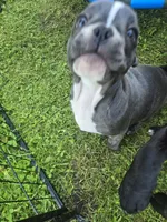 Providence , a female Frenchton for sale in Birch Run, MI – 7 of 10