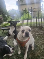 R.C. Cola, a female Boston Terrier and Pembroke Welsh Corgi for sale in Birch Run, MI – 2 of 10