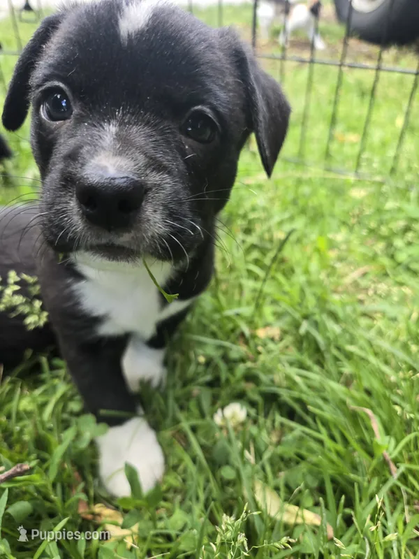 R.C. Cola – Boston Terrier, Pembroke Welsh Corgi puppy for sale in Birch Run, MI