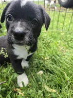 R.C. Cola, a female Boston Terrier and Pembroke Welsh Corgi for sale in Birch Run, MI – 1 of 9