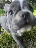 Providence , a female Frenchton for sale in Birch Run, MI – 3 of 10