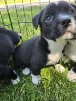 R.C. Cola, a female Boston Terrier and Pembroke Welsh Corgi for sale in Birch Run, MI – 5 of 9