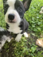 Barq’s, a female Boston Terrier and Pembroke Welsh Corgi for sale in Birch Run, MI – 10 of 10