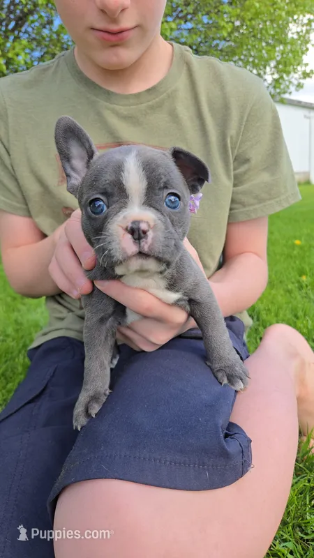 Sangria  – Boston Terrier, French Bulldog puppy for sale in Birch Run, MI
