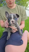 Sangria , a female Boston Terrier and French Bulldog for sale in Birch Run, MI – 1 of 7