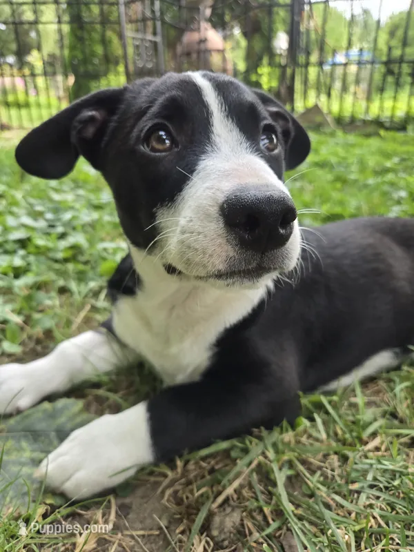 Schwepps  – Boston Terrier, Pembroke Welsh Corgi puppy for sale in Birch Run, MI