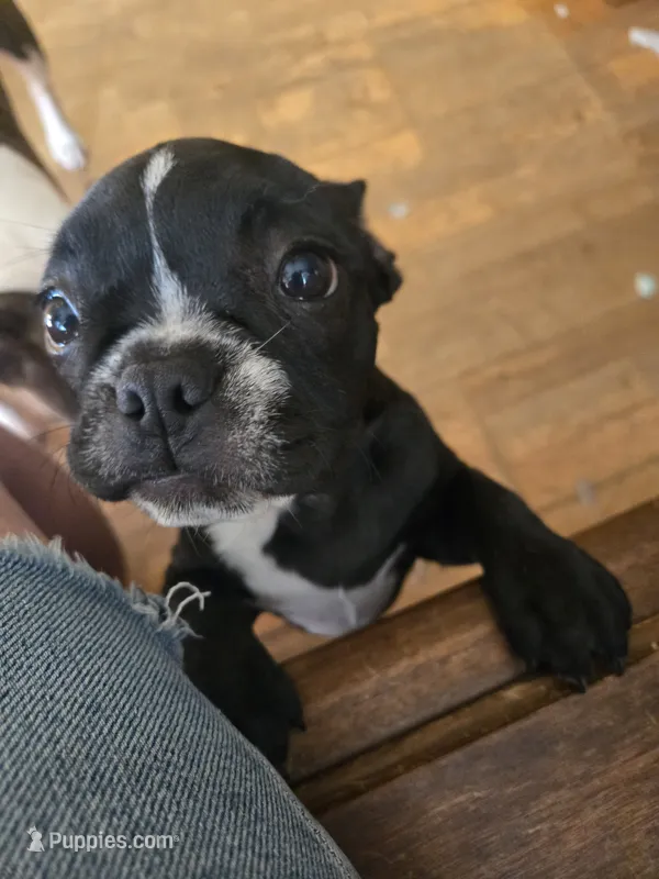 Albany – Boston Terrier, French Bulldog puppy for sale in Birch Run, MI
