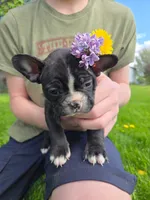 Manhattan , a female Frenchton for sale in Birch Run, MI – 3 of 7