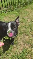 Montgomery , a male Boston Terrier and French Bulldog for sale in Birch Run, MI – 2 of 10