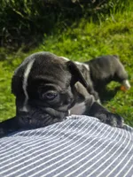 Spasibo, a male Frenchton for sale in Birch Run, MI – Photo 5 of 9