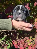 Spasibo, a male Frenchton for sale in Birch Run, MI – Photo 8 of 9