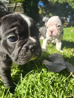 Spasibo, a male Frenchton for sale in Birch Run, MI – Photo 6 of 9