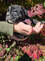 Spasibo, a male Frenchton for sale in Birch Run, MI – Photo 7 of 9
