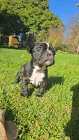 Spasibo, a male Frenchton for sale in Birch Run, MI – Photo 1 of 9