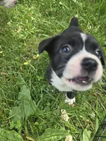 Pepsi, a female Boston Terrier and Pembroke Welsh Corgi for sale in Birch Run, MI – 6 of 10