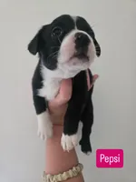 Pepsi, a female Boston Terrier and Pembroke Welsh Corgi for sale in Birch Run, MI – 2 of 10