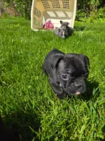 Gimlet, a male Boston Terrier and French Bulldog for sale in Birch Run, MI – 6 of 8