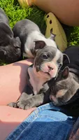 Mimosa, a female Boston Terrier and French Bulldog for sale in Birch Run, MI – 5 of 10