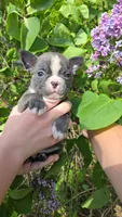 Tipperary, a female Boston Terrier and French Bulldog for sale in Birch Run, MI – 1 of 8