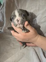 Sangria , a female Boston Terrier and French Bulldog for sale in Birch Run, MI – 5 of 7