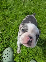 Gelato, a male Frenchton for sale in Birch Run, MI – Photo 2 of 10